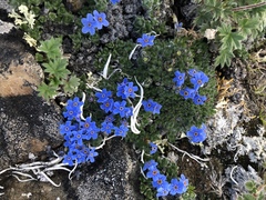 Eritrichium aretioides
