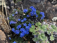 Eritrichium aretioides