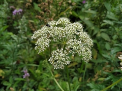 Conioselinum tataricum