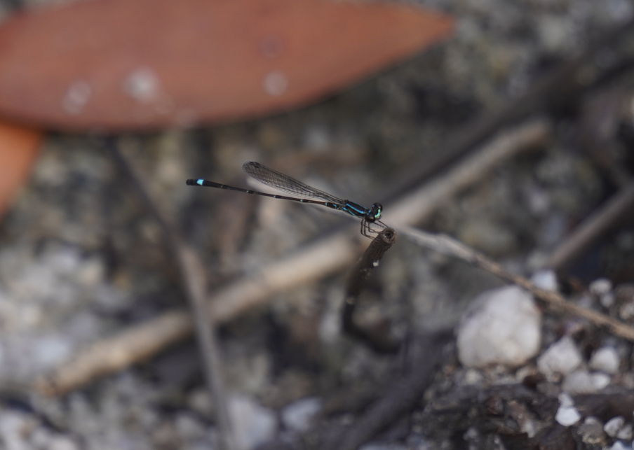 Mortonagrion falcatum (Mortonagrion falcatum)
