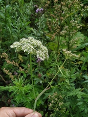 Conioselinum tataricum