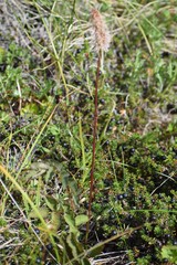 Sanguisorba stipulata