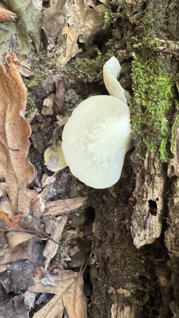 Conchomyces bursiformis · March 2025 · photo: © frankashwood (iNaturalist, cc-by)