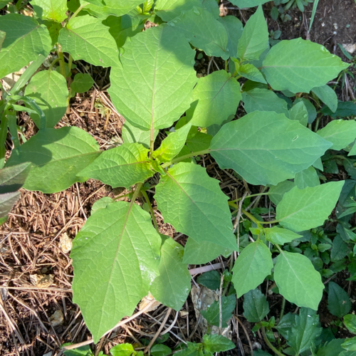 cutleaf groundcherry