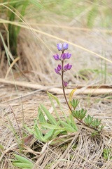 Lupinus microphyllus