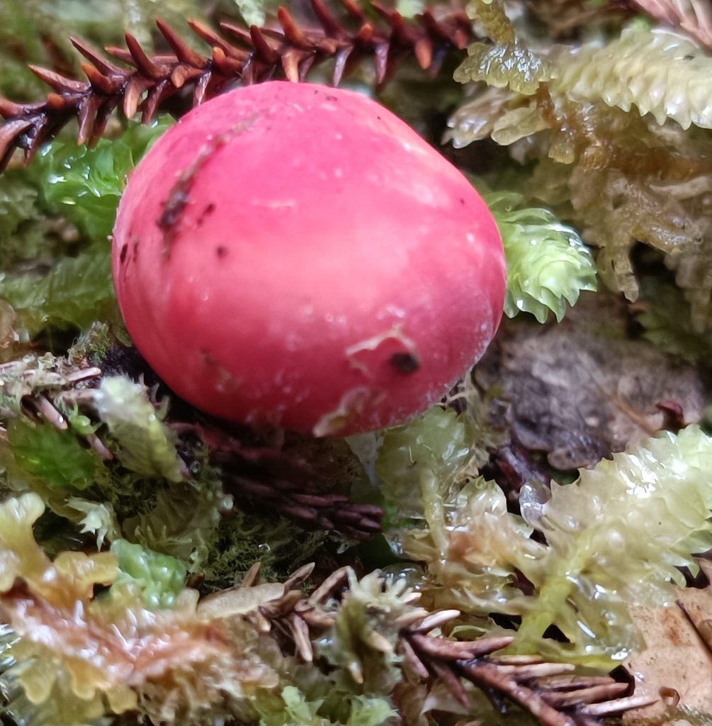 Russula kermesina · March 2025 · photo: © jonas75444 (iNaturalist, cc-by)