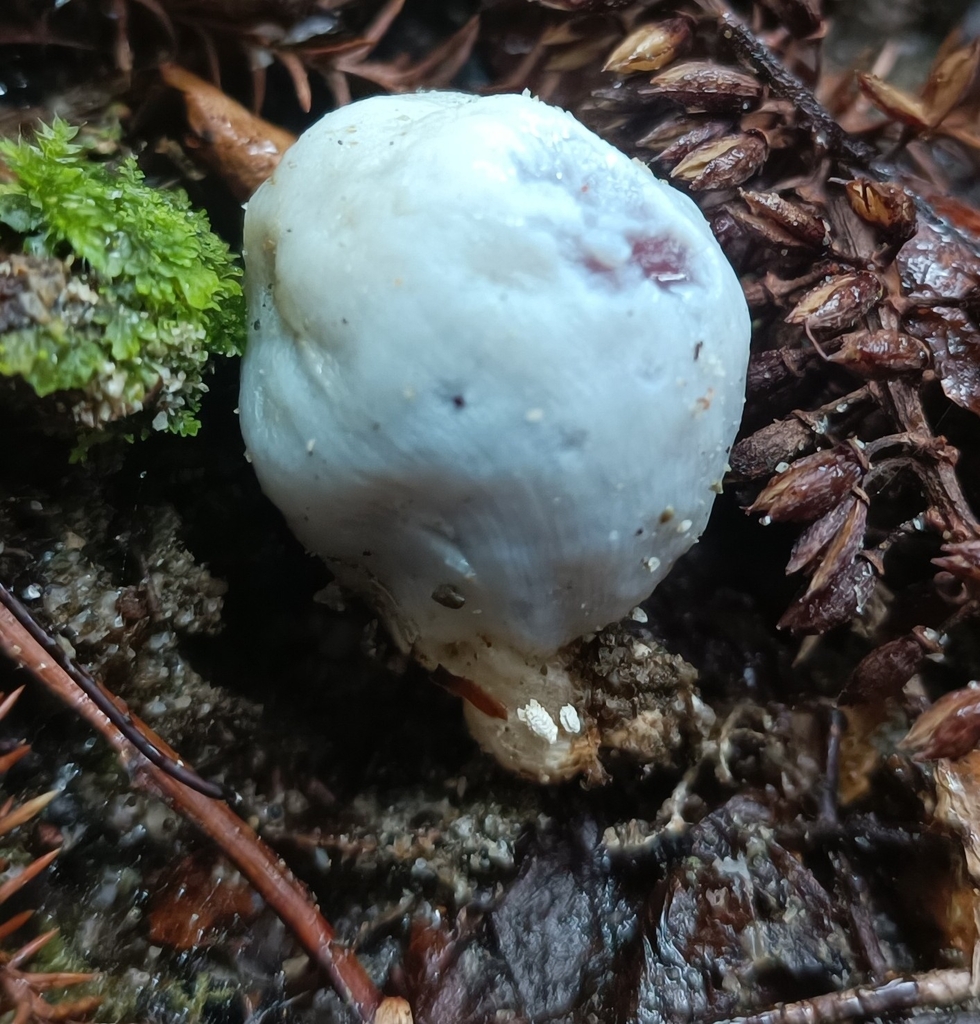 Clavogaster virescens · March 2025 · photo: © jonas75444 (iNaturalist, cc-by)