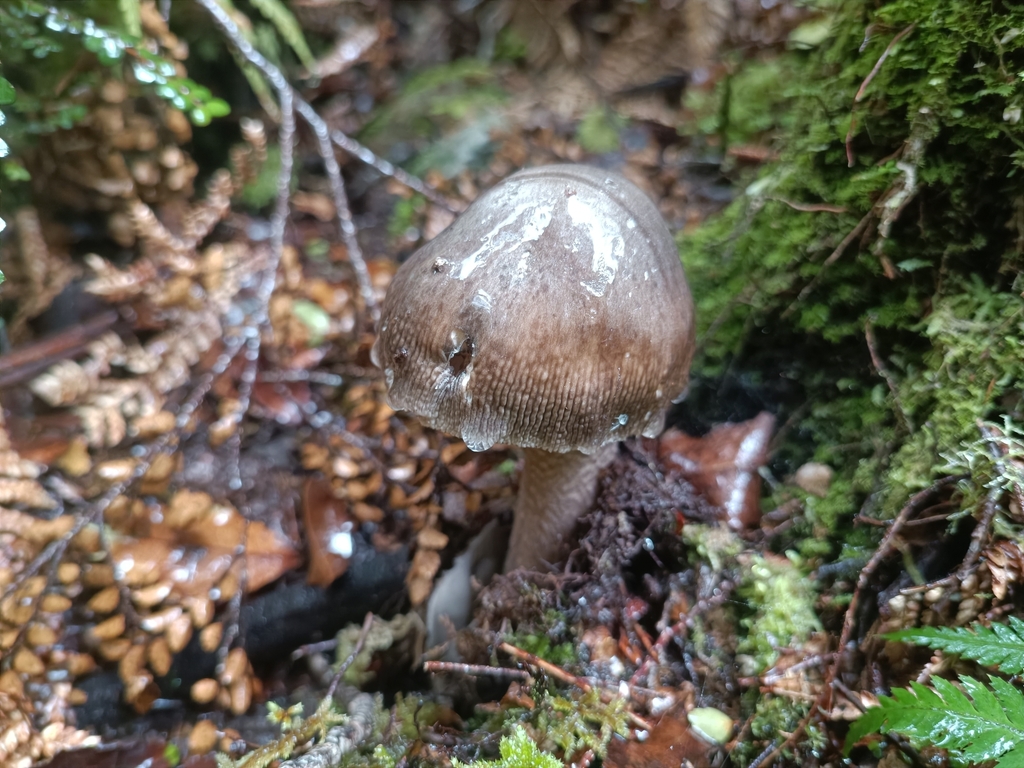 Amanita pekeoides · March 2025 · photo: © jonas75444 (iNaturalist, cc-by)