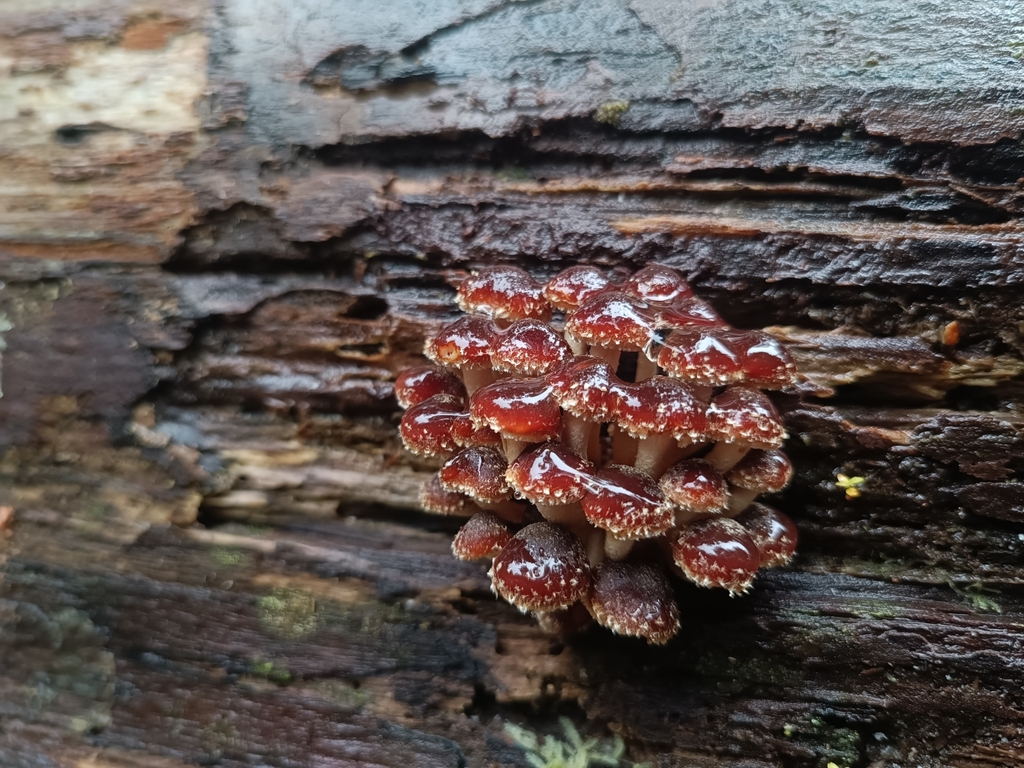 Hypholoma brunneum · March 2025 · photo: © jonas75444 (iNaturalist, cc-by)