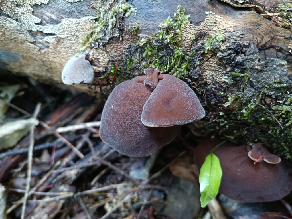Auricularia cornea · March 2025 · photo: © jonas75444 (iNaturalist, cc-by)