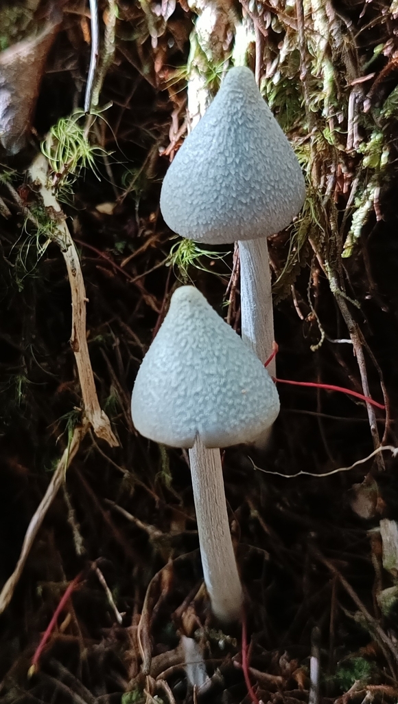 Entoloma hochstetteri · March 2025 · photo: © jonas75444 (iNaturalist, cc-by)