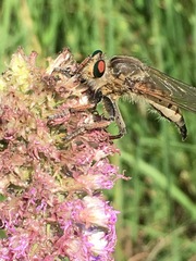 Promachus vertebratus