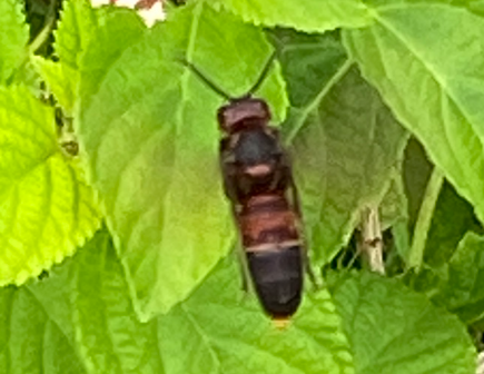 Yellow-vented Hornet