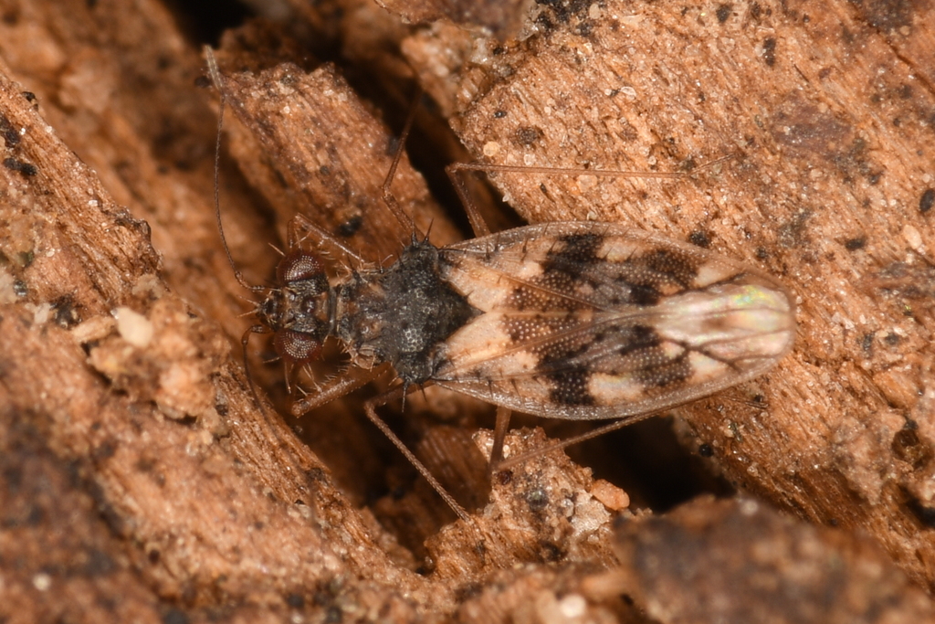 Spiny-legged bug