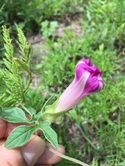 Ipomoea pubescens