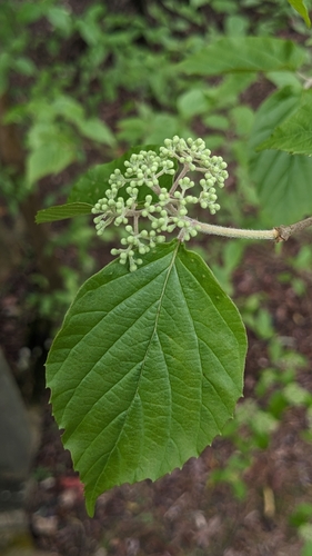 Image of Viburnum luzonicum by (c) 許文俊, some rights reserved (CC BY-SA)