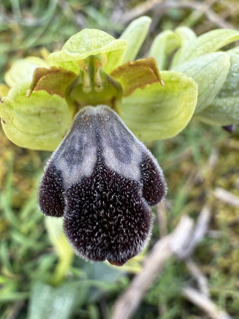Ophrys lenae