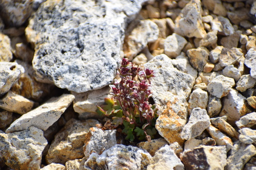 Image of Pygmy Saxifrage (Saxifraga hyperborea) by (c) Syd Cannings, some rights reserved (CC BY)