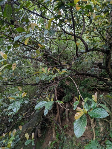 Image of Ficus fistulosa by (c) Tzu-Neng Yuan, some rights reserved (CC BY)