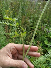 Conioselinum tataricum