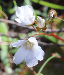Drosera macrophylla