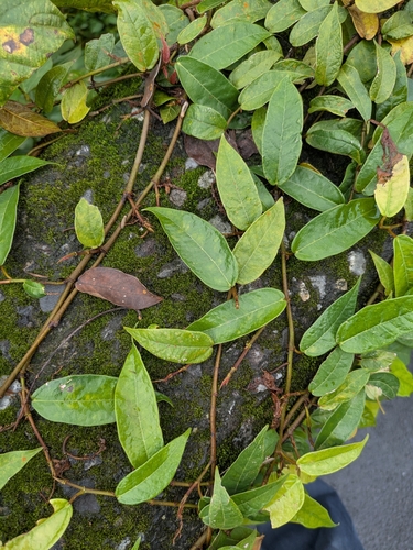 Image of Ficus sarmentosa by (c) Tzu-Neng Yuan, some rights reserved (CC BY)