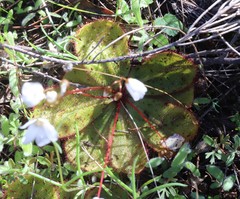 Drosera macrophylla