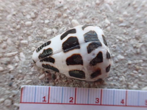 Conus observed 2025-03-15