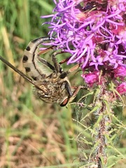 Promachus vertebratus