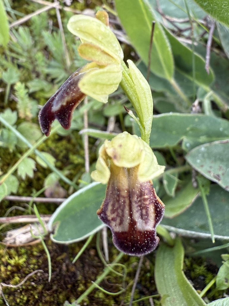 Ophrys pintoi