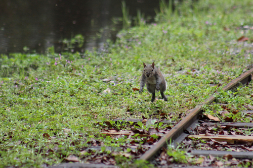 Eastern Gray Squirrel photographed in Louisiana