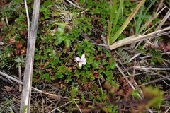 Geranium sibbaldioides