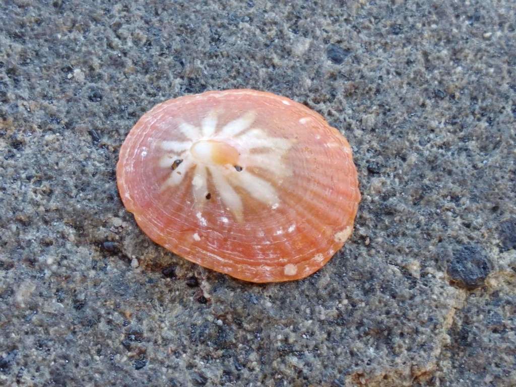 Star Limpet