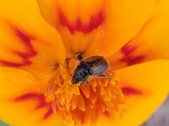 Chnaunanthus discolor