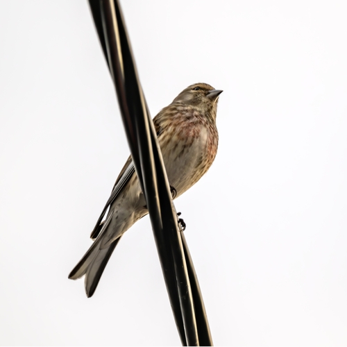 Linotte mélodieuse