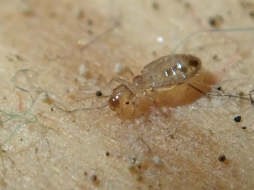 Booklouse