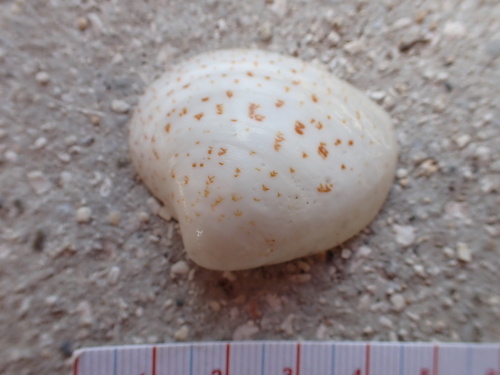 Lioconcha hieroglyphica observed 2025-03-15