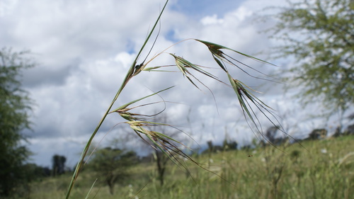 Kangaroo Grass