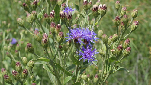 Cornflower Vernonia