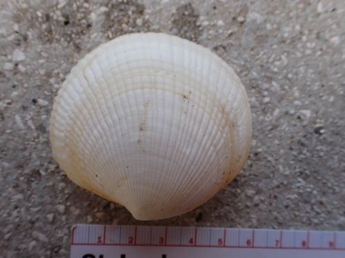 Codakia, 2025-03-15