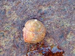 Maurea punctulata
