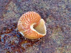 Maurea punctulata