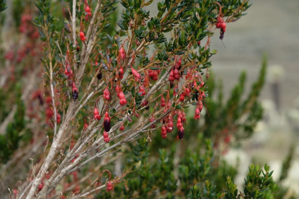 Brachyotum alpinum