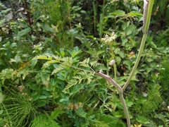 Conioselinum tataricum