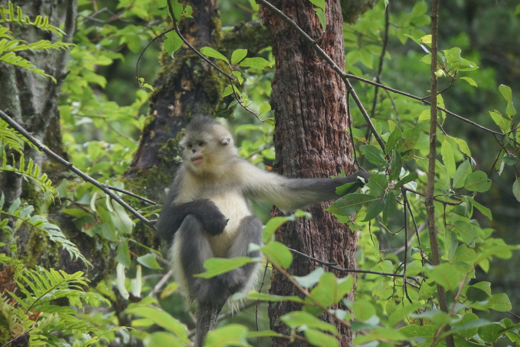 Black Snub-nosed Monkey