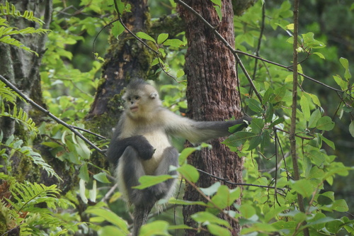 Black Snub-nosed Monkey