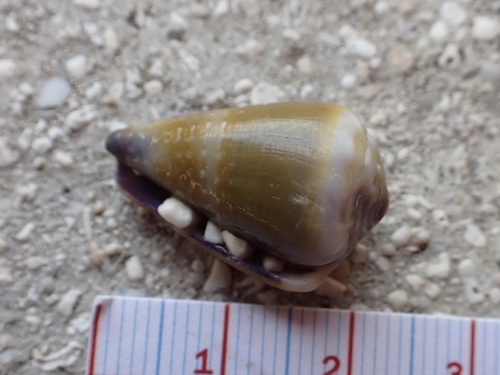 Conus observed 2025-03-15