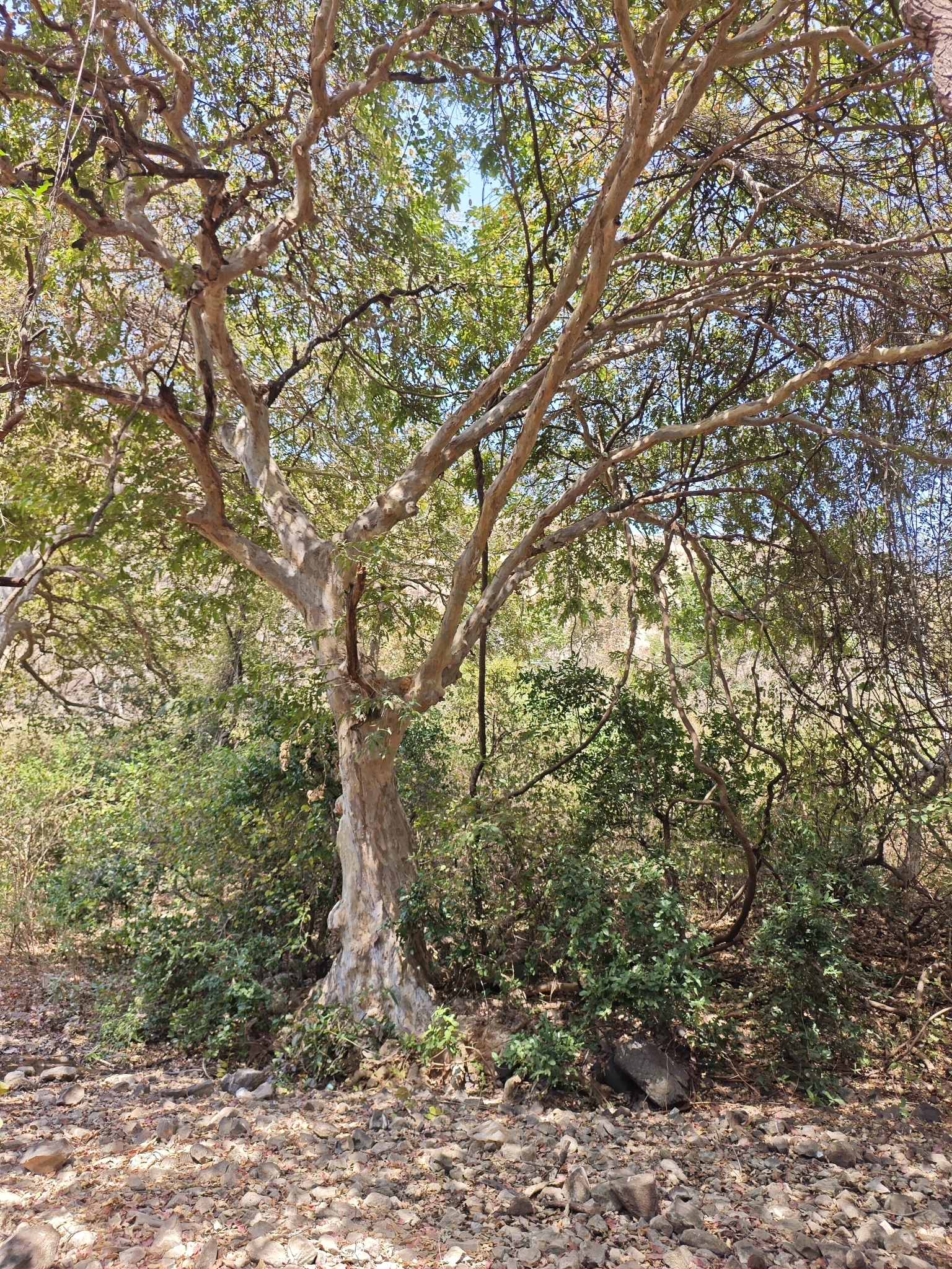 Imagem de Arjuna