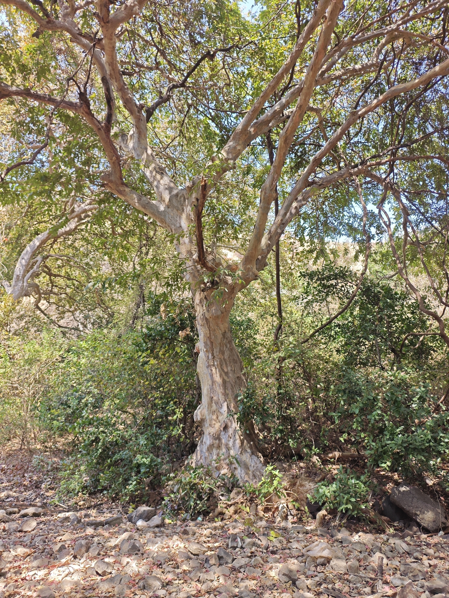 Imagem de Arjuna