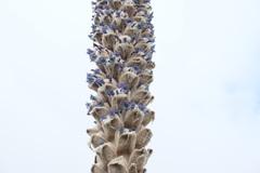 Puya trianae